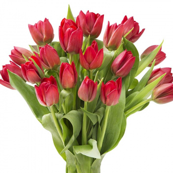 Букет из 25 красных тюльпанов